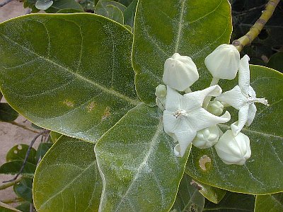 CALOTROPIS GIGANTEA